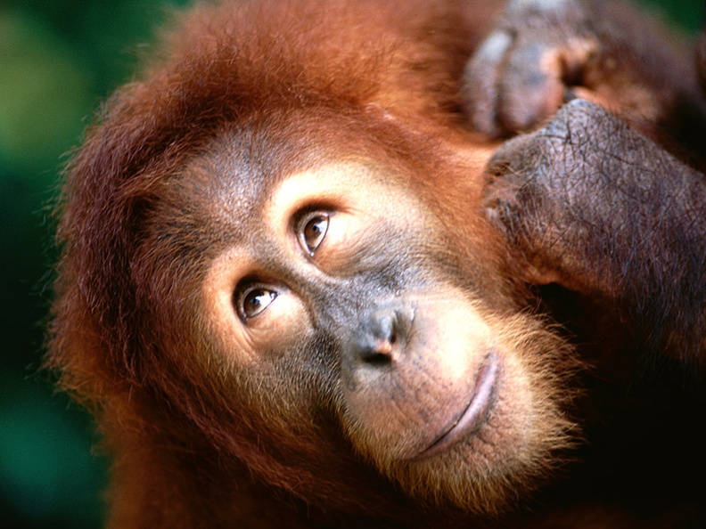 Angelic Face, Sumatran Orangutan